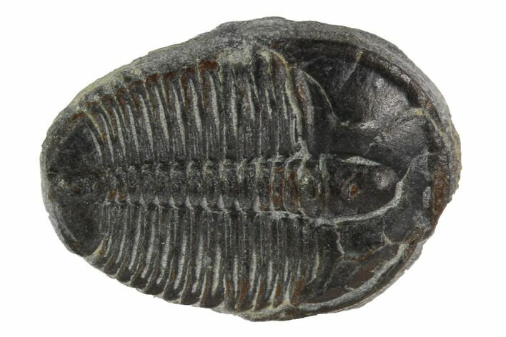 Elrathia Trilobite Fossil - Utah #97016